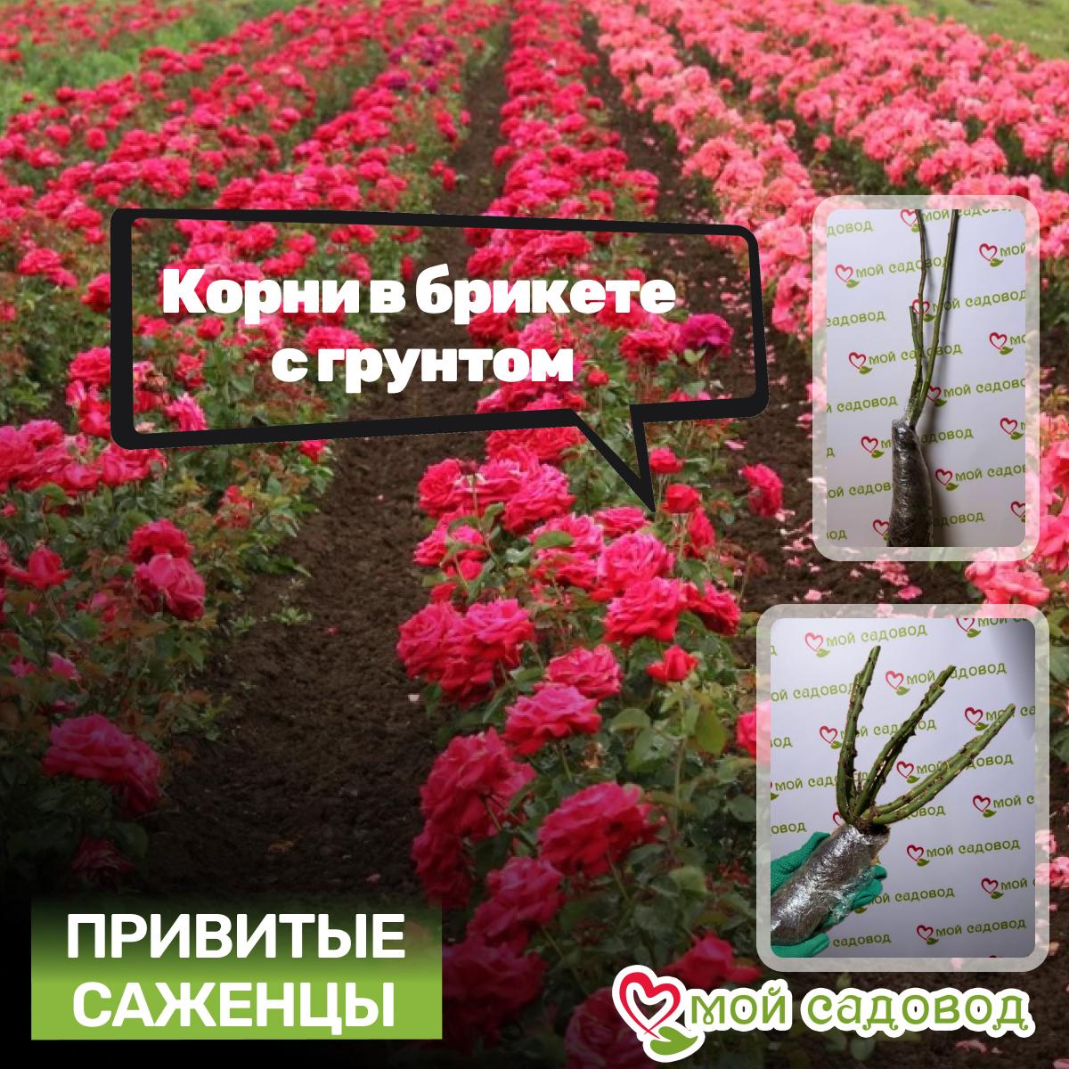 Роза Вариегата ди Барни