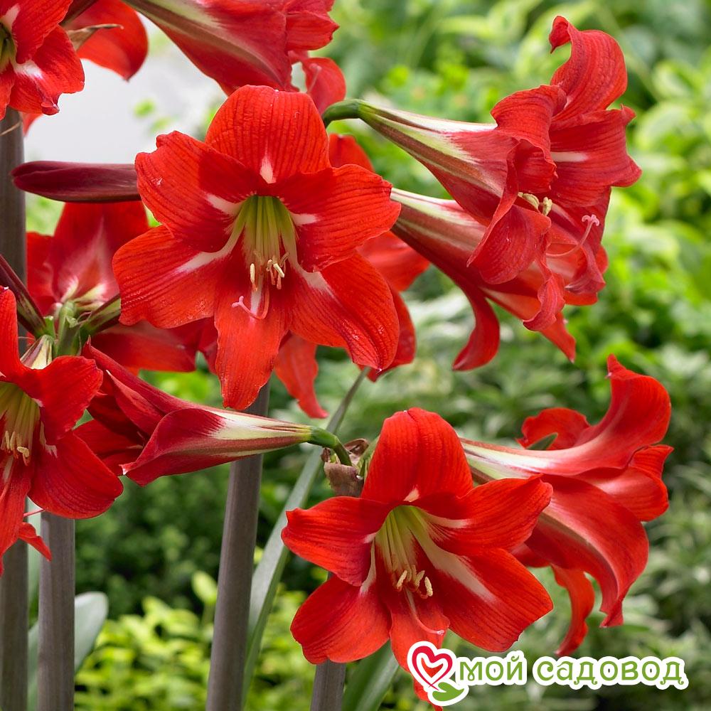 Гиппеаструм Сантьяго