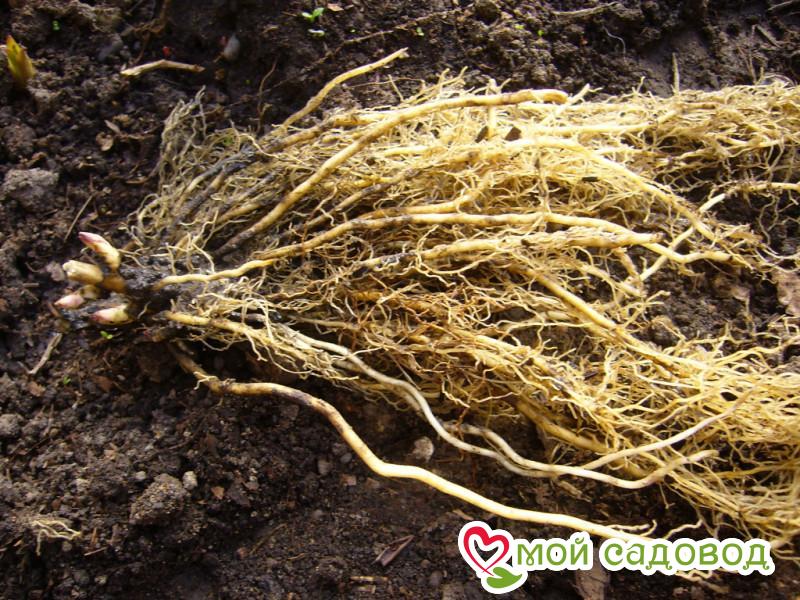 Флокс Ивнинг Стар